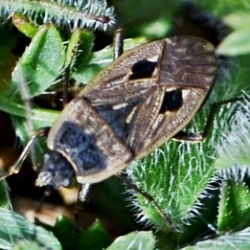 Graptopeltus lynceus